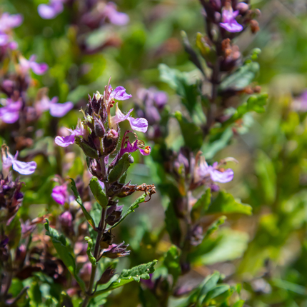 Teucrium lucidrys – 6 Pflanzen – Ø9cm – Höhe 10-25cm – Immergrüner Halbstrauch – Schnittverträglich – Für Hecke, Steingarten & moderne Gartenanlagen
