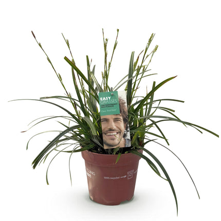 Ziergras Segge Carex oshimensis Intense Green – Intensiv Grün – Immergrün & winterhart – Höhe ca. 50cm – 17cm