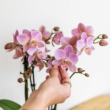 Phalaenopsis Orchidee – Treviso Altrosa – Ø9cm – Blühende Zimmerpflanze – Elegante Deko-Orchidee – Frisch vom Züchter