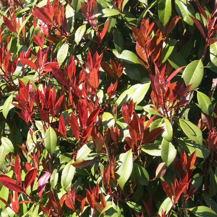 Glanzmispel Photinia fraseri Carré Rouge – 19cm Höhe ca.90cm – Immergrün & winterhart – Grün – rotes Laub – Ziergehölz