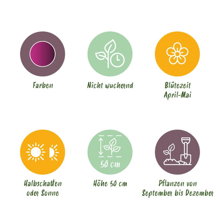 Blumenzwiebeln Tulipa Triumph Purple – Lila – 15 Stück – Zwiebelgröße 11/12 – Elegante Triumph-Tulpen für Garten, Balkon & Terrasse – Frühjahrsblüher