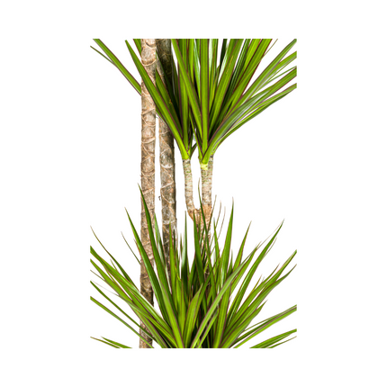 Drachenbaum Dracaena Marginata Green – Große Zimmerpflanze – Ø27 cm – 170-190 cm hoch – Schlanke dunkelgrüne Blätter – Moderner Urban Jungle Klassiker