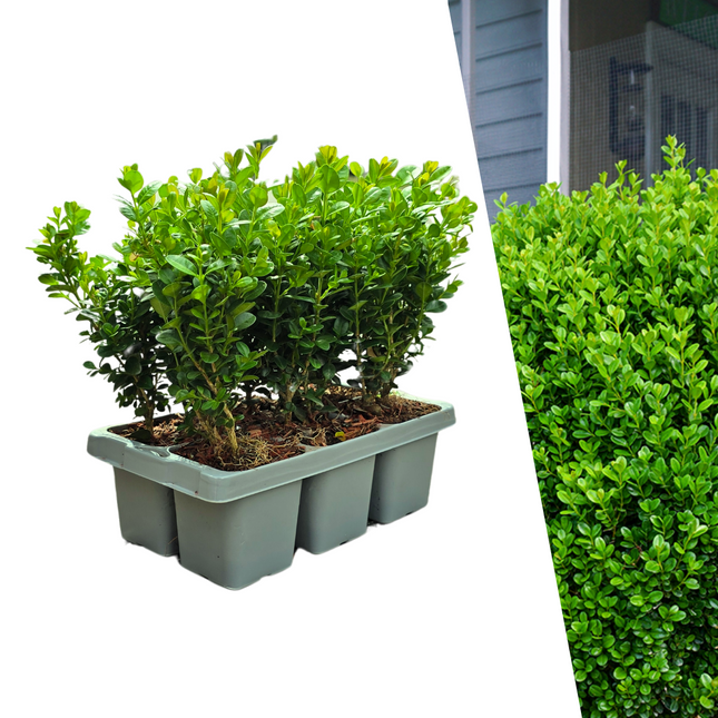 Buchsbaum – Buxus NewGen Freedom – 6 Pflanzen – ca. 15 cm hoch – Ø7 cm – kompakter, winterharter Strauch – resistent gegen Zünsler & Pilzkrankheiten – ideal für Formschnitt & Hecken