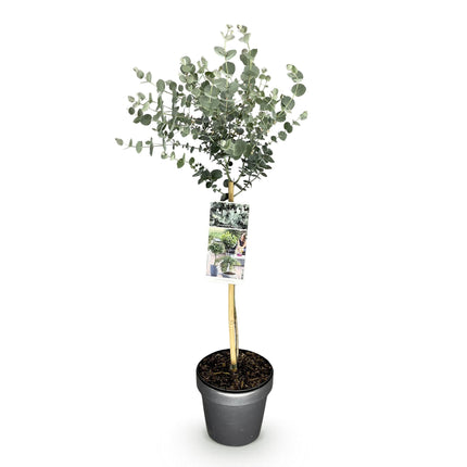 Eukalyptus Eucalyptus gunnii Azura – 19cm – Höhe ca. 90cm – Immergrüne winterharte Terrassenpflanze mit graugrünen duftenden Blättern