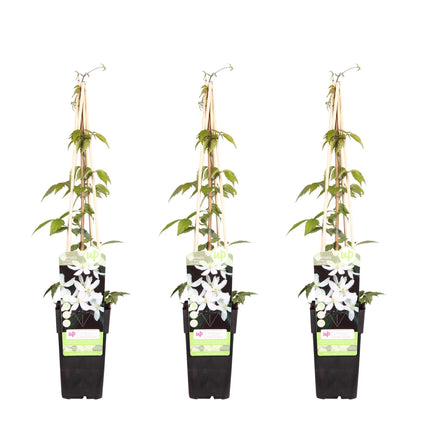 Waldrebe – Clematis Montana 'Grandiflora' – 3 Pflanzen – Winterharte Kletterpflanze – Ø15cm – Ca. 65cm hoch – Weiße duftende Blüten