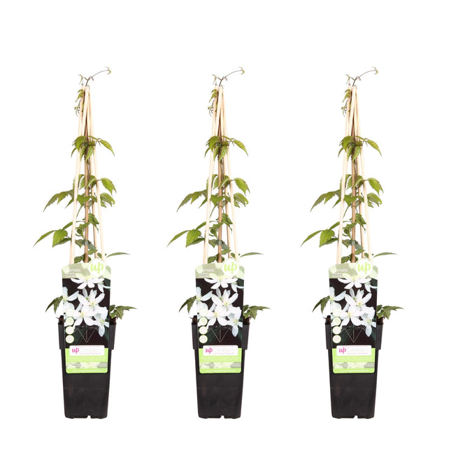 Waldrebe – Clematis Montana 'Grandiflora' – 3 Pflanzen – Winterharte Kletterpflanze – Ø15cm – Ca. 65cm hoch – Weiße duftende Blüten