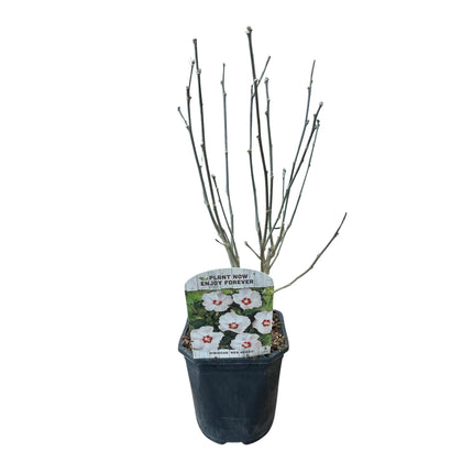 Garteneibisch Hibiscus syriacus Red Heart – Blüte Weiß mit Rotem Herzen – Strauch – Wenig Pflege – 17cm x H45cm – Sommerblüher & Bienenfreundlich