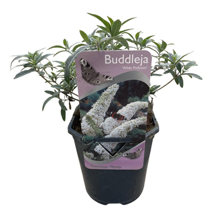 Schmetterlingsstrauch Buddleja davidii White Profusion – Weiße Blüten – Bienfreundlich & Schmetterlingsanziehend – Laubabwerfend – Höhe 17–25cm