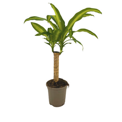Dracaena fragrans Massangeana – Ø17cm Höhe 60–80cm – Pflegeleichte Zimmerpflanze mit grün-gelben Blättern – Drachenbaum für Wohnzimmer, Büro & Innenräume