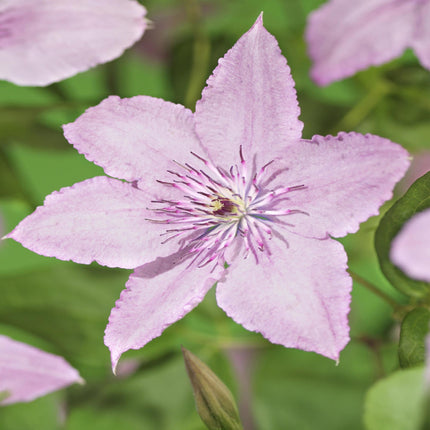 Kletterpflanze Clematis Hagley Hybrid – Rosa Blüten – Wenig Pflege – 2 Pflanzen – 11 cm Höhe 40 cm – Für Garten, Balkon & Pergolen