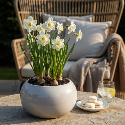 Blumenzwiebeln Narcissus Mount Hood – Weiß – 15 Stück – Zwiebelgröße 10/12 – Duftende großblütige Narzissen für Garten, Balkon & Terrasse – Frühjahrsblüher