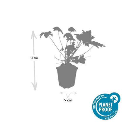 Geranium macrorrhizum 'Spessart' – Bodendecker – 48 Pflanzen – Ø9cm – ↕10-25cm – Weißblühend & winterhart – Für Sonne & Schatten – pflegeleicht