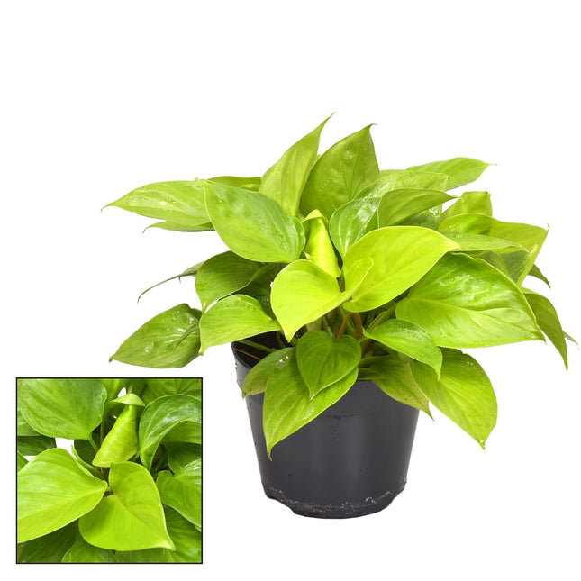 Homalomena Lemon Lime – Zimmerpflanze – Ø15cm – ↕30cm Höhe – Leuchtend gelb-grünes Laub – Pflegeleicht & luftreinigend