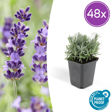 Lavandula angustifolia 'Hidcote' – 48 Pflanzen – duftender Lavendel – bienenfreundlich – winterhart – Ø9cm – ↕10–25cm