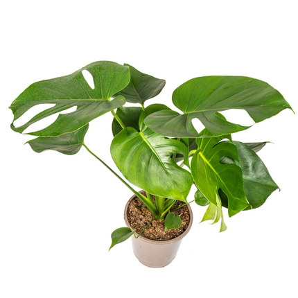 Fensterblatt Monstera Deliciosa Tauerii – Ø19 cm – ca. 70–90 cm hoch – Zimmerpflanze mit großen, herzförmigen Blättern – Für Wohnzimmer & Büro