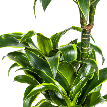 Dracaena Deremensis Dorado inkl. Naturkorb – Höhe 100-120cm – Ø21cm – Pflegeleichte Zimmerpflanze mit glänzenden Blättern