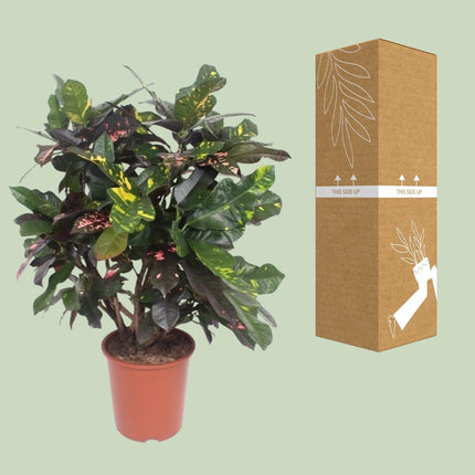 Croton Magnificent – Codiaeum Magnificent – Zimmerpflanze – Ø27cm – ↕110cm – Tropisch Bunt – Luftreinigend & Pflegeleicht