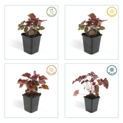 Heuchera ‘Palace Purple’ – Bodendecker Ø9cm – Höhe 10-25cm – Dunkel-purpurrote Blätter – Weiße Blüten – Schattengarten-Pflanze – 24 Pflanzen