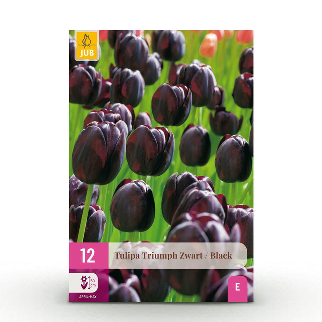 Blumenzwiebeln Tulipa Triumph Black – Dunkel Lila – 15 Stück – Zwiebelgröße 11/12 – Edle Triumph-Tulpen für Garten, Balkon & Terrasse – Frühjahrsblüher
