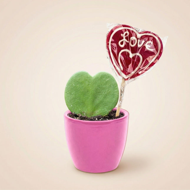 Hoya Kerrii Sweetheart – Herzpflanze im rosa Keramiktopf Ø6cm – Mini Geschenkset mit Lutscher – Pflegeleichte Zimmerpflanze