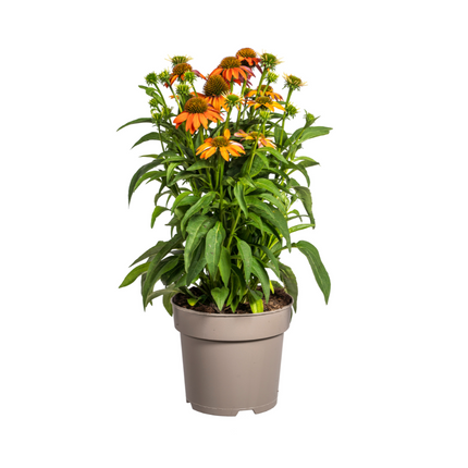 Echinacea purpurea Orange – Sonnenhut mit orangefarbenen Blüten – Ø 19 cm – Höhe 60–70 cm – Staudenpflanze – Für Beet & naturnahe Gärten – Sonniger Standort – Pflegeleicht
