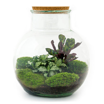 Flaschengarten Teddy – DIY Bausatz Terrarium – ↕26,5cm – Do-It-Yourself Pflanzen-Set im Glas mit Kork – Autarkes Mini-Ökosystem – Mit Calathea, weißer Fittonia & Moos – Für Zuhause & Büro