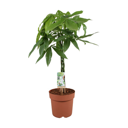 Pachira aquatica – 70cm – Glückskastanie mit geflochtenem Stamm – Immergrüne Zimmerpflanze für Wohn – & Büroräume – Pflegeleicht & luftreinigend