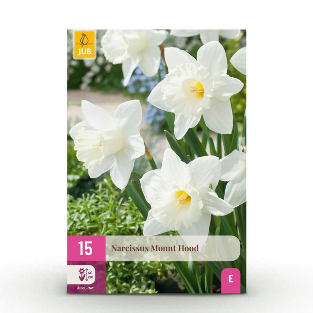 Blumenzwiebeln Narcissus Mount Hood – Weiß – 15 Stück – Zwiebelgröße 10/12 – Duftende großblütige Narzissen für Garten, Balkon & Terrasse – Frühjahrsblüher