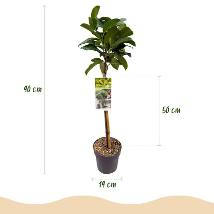 Kirschlorbeer - Prunus laurocerasus Etna – Stamm-Pflanze – Immergrün – Höhe ca. 90 cm – Topf Ø19 cm – Pflegeleicht – Für Terrasse, Balkon & Garten – Dekorativ & robust