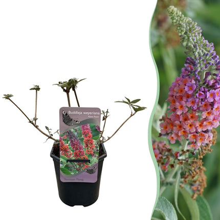 Schmetterlingsstrauch Buddleja davidii Flower Power – Lila – Rosa Blüten – 17cm x H30cm – Bis 2m – Sonnig & Pflegeleicht