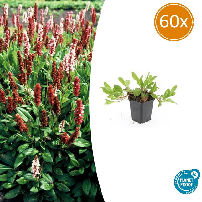 Schneckenknöterich Persicaria aff. 'Darjeeling Red' – ↕10-25cm – Ø9cm – 60 Pflanzen – Buntes Laub – Pflegeleichte Staude – Sonnig & Halbschatten