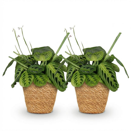 Maranta Fascinator Lemon Lime 2er Set Zimmerpflanzen inkl. Naturkorb