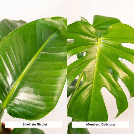 Strelitzia Nicolai – Ø19cm – ↕85cm + Monstera Deliciosa – Ø21cm – ↕75cm inkl. Naturkorb – Tropisches Zimmerpflanzen – Set mit luftreinigend