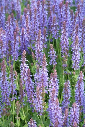 Blüten-Salbei Salvia nemorosa 'Caradonna' – ↕10-25cm – Ø9cm – 6 Pflanzen – Tiefviolett – Bienenfreundlich – Pflegeleicht – Sonniger Standort