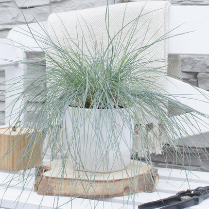 Blauschwingel Festuca glauca Azura Blue Ø14cm – Höhe ca.30cm – silberblaues Ziergras winterhart & immergrün