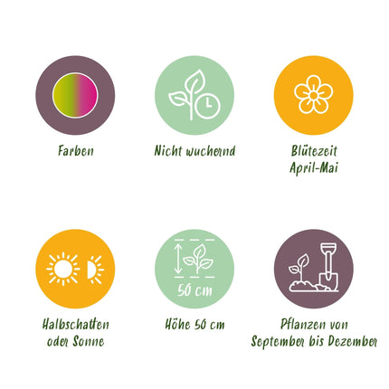 Blumenzwiebeln Tulipa Strawberry Lemonade – Rosa & Gelb – 12 Stück – Zwiebelgröße 11/12 – Bunte Tulpen für Garten, Balkon & Terrasse – Frühjahrsblüher