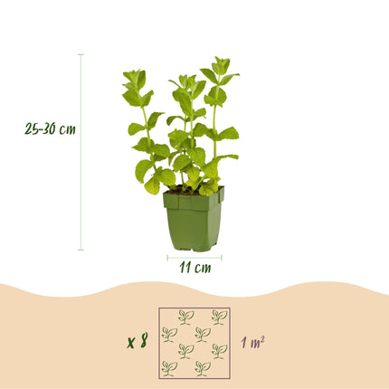 Staudenset „Teekräuter“ – 8 aromatische Kräuterstauden für ca. 1 m² – Für frischen Kräutertee aus dem eigenen Garten – Pflegeleichtes Kräuterpaket – Ø11 cm