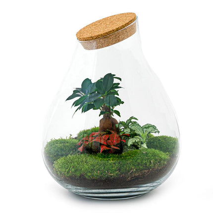 Flaschengarten DIY Bausatz Terrarium