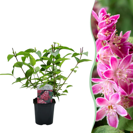 Sternchenstrauch – Deutzia hybrida Strawberry Fields – Rosa Blüten – Strauch – 17cm – Höhe 45cm – Wenig Pflege