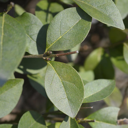 Ovalblättriger Liguster Ligustrum ovalifolium – Immergrüne Heckenpflanzen – 8 Pflanzen – 1m – 9cm Höhe 35-40cm – Grün – Pflegeleicht