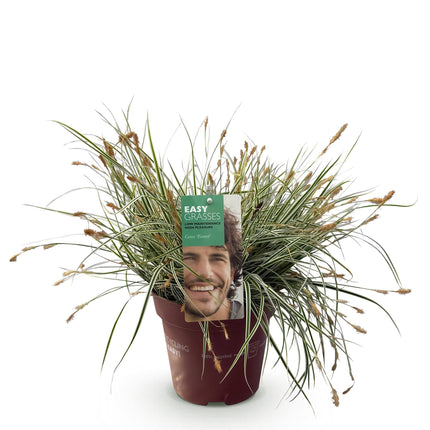 Ziergras Segge Carex oshimensis Everest – Weiß – Grün panaschiert – Immergrün & winterhart – Höhe ca. 50cm – 17cm – Pflegeleicht für Beet & Kübel