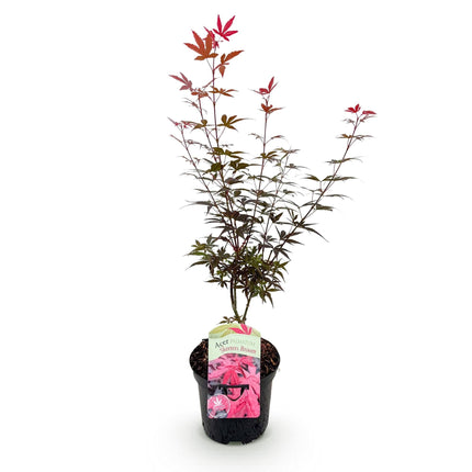 Japanischer Ahorn Acer palmatum 'Skeeter’s Broom' – Lila – Balkon- & Gartenpflanze – Ø19 cm – Ca. 70 cm hoch – Kompakter Zierahorn mit eindrucksvollem Farbspiel