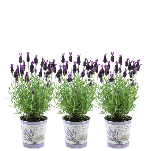 Echter Lavendel Lavandula stoechas Anouk – 3 Pflanzen – Duftender Schopflavendel im Dekotopf Lavenderprint – Ø13cm – Winterhart