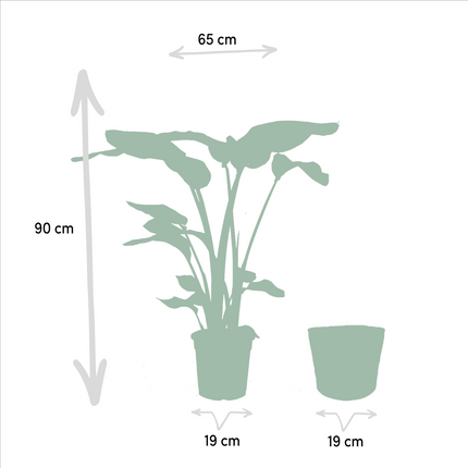 Strelitzia Nicolai – Ø19cm – ↕85cm + Monstera Deliciosa – Ø21cm – ↕75cm inkl. Naturkorb – Tropisches Zimmerpflanzen – Set mit luftreinigend