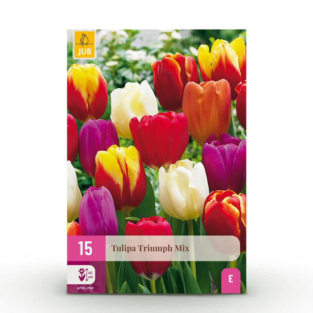 Blumenzwiebeln Tulipa Triumph Mix – Verschiedene Farben – 15 Stück – Zwiebelgröße 11/12 – Bunte Triumph-Tulpen für Garten, Balkon & Terrasse – Frühjahrsblüher