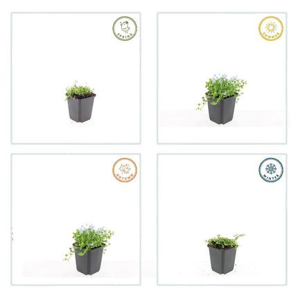 Weißer Bubikopf – Isotoma fluviatilis 'Alba' – 12 Pflanzen – Ø9 cm-Topf – Bodendecker mit weißen Blüten – Winterhart & trittfest – Polsterpflanze für Garten & Beet