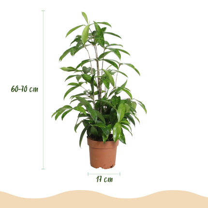 Dracaena surculosa – 2 pflegeleichte Drachenbäume – 60-70cm – 17cm – Elegante Grünpflanzen für Wohnzimmer, Büro & Schlafzimmer