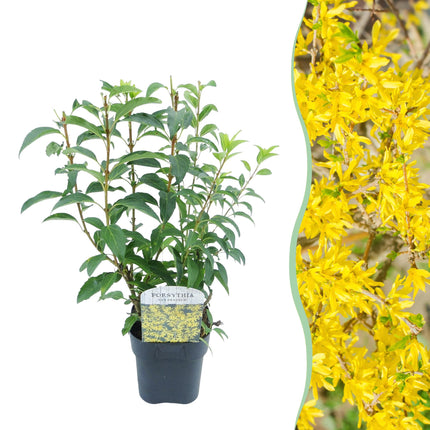 Forsythia intermedia Goldrausch – Zierstrauch mit gelben Blüten – 17cm – Höhe ca. 45cm – Schnellwachsender & pflegeleichter Blütenstrauch – Frosthart für Garten & Hecken