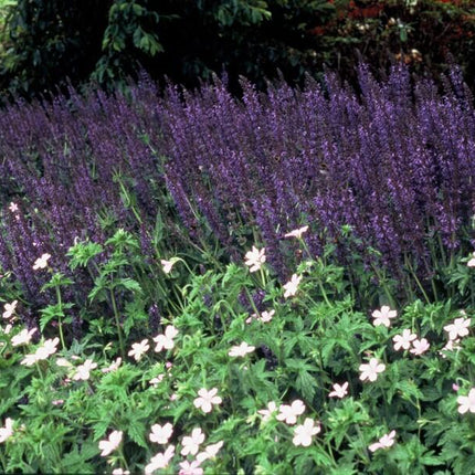 Salvia nemorosa 'Mainacht' – 48 Pflanzen – Blau blühende Staude – Sonniger Standort – Bienen – & Schmetterlingsfreundlich – Ø9cm – 10-25cm