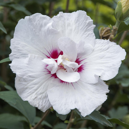 Hibiscus syriacus Starburst Chiffon – Blühende Stamm-Pflanze mit cremeweißen Blüten – Laubabwerfend & pflegeleicht – Ø19 cm – Höhe ca. 90 cm – Für Terrasse & Balkon